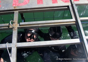 Daily Blog: 22 February 2022 | Shark Cage Diving in South Africa