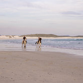 Beach Horse Riding - Gansbaai Tourism Bureau - Xplorio™ Gansbaai 