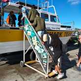 Shark Cage Diving - White Shark Projects - Xplorio™ Gansbaai