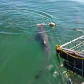 Shark Cage Diving - White Shark Projects - Xplorio™ Gansbaai