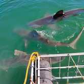 Shark Cage Diving - White Shark Projects - Xplorio™ Gansbaai