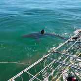 Shark Cage Diving - White Shark Projects - Xplorio™ Gansbaai
