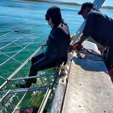 Shark Cage Diving - White Shark Projects - Xplorio™ Gansbaai