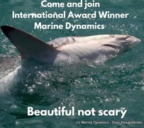 Next Marine Dynamics Shark Cage Diving Trip: 25 February 2022