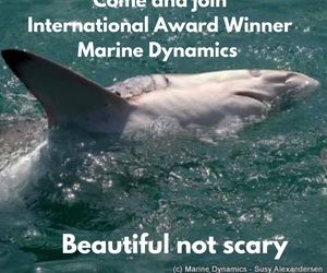 Next Marine Dynamics Shark Cage Diving Trip: 25 February 2022