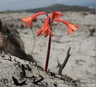 In need of a burn - the science of fire (Napier Fire on Mountain)