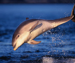 Dolphin Harassment Taken Seriously - Gansbaai Daily News