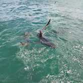 Shark Cage Diving - White Shark Projects - Xplorio™ Gansbaai