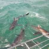 Shark Cage Diving - White Shark Projects - Xplorio™ Gansbaai