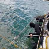 Shark Cage Diving - White Shark Projects - Xplorio™ Gansbaai