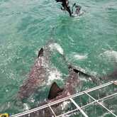 Shark Cage Diving