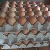 Free Range Eggs - Jan Biltong t/a Suidwes Biltong - Xplorio™ Kleinmond