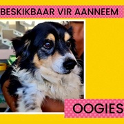 Oogies is ready to be adopted!
