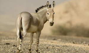 Birth of Wild Ass Celebrated - Gansbaai Daily News