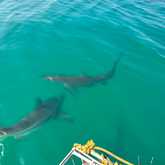 Shark Cage Diving - White Shark Projects - Xplorio™ Gansbaai