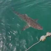 Shark Cage Diving - White Shark Projects - Xplorio™ Gansbaai