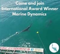 Next Marine Dynamics Shark Cage Diving Trip: 4 March 2022