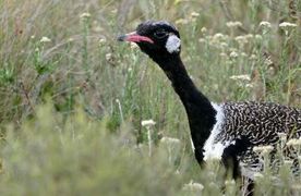 Tracking the Black Harrier and the Southern Black Korhaan
