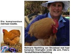 Struisbaai-Hoenders Kraai Koning by Riversdal Skou