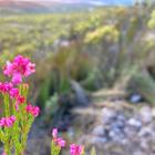 #fynbos #hiking #epicmtbtrails #birdwatching #hottubs # farmdam #wifi - Beloftebos Farm cottages - Xplorio™ Stanford #fynbos #hiking #epicmtbtrails #birdwatching #hottubs # farmdam #wifi - Beloftebos Farm cottages - Xplorio™ Stanford