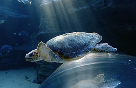 Become a Sea Turtle Rescuer with Two Ocean’s Aquarium