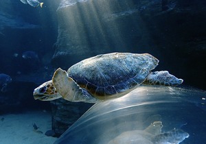 Become a Sea Turtle Rescuer with Two Ocean’s Aquarium