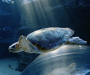 Become a Sea Turtle Rescuer with Two Ocean’s Aquarium
