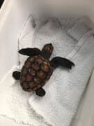 Sea Turtle Hatching - Contact APSS