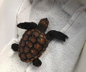 Sea Turtle Hatching - Contact APSS