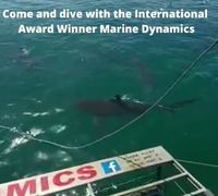 Next Marine Dynamics Shark Cage Diving Trip: 9 March 2022