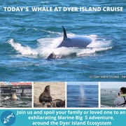 Next Dyer Island Marine Big 5 Tour: 11 March 2022