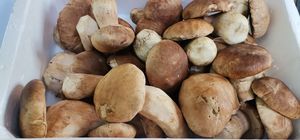 Fresh Porcini Funghi Mushrooms