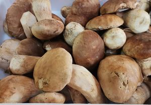 Fresh Porcini Funghi Mushrooms