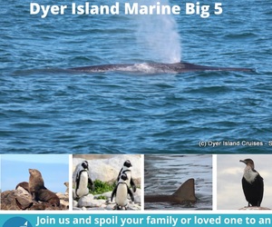 Next Dyer Island Marine Big 5 Tour: 15 March 2022