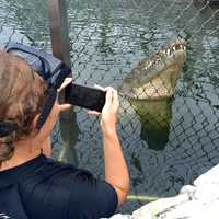 Crocodile Pond Tours - Afrikanos - Xplorio™ Gansbaai 