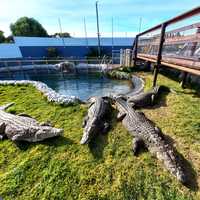 Crocodiles - Afrikanos - Xplorio™ Gansbaai 