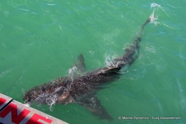 Daily Blog: 14 March 2022 | Shark Cage Diving in South Africa