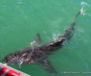 Daily Blog: 14 March 2022 | Shark Cage Diving in South Africa