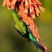 Birding in the Overberg