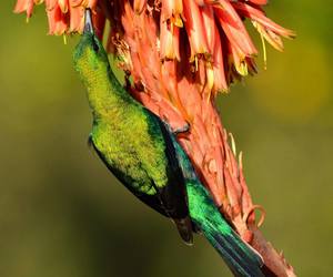 Birding in the Overberg