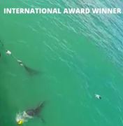 Next Marine Dynamics Shark Cage Diving Trip: 17 March 2022