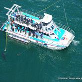 Marine Dynamics & Dyer Island Conservation Trust