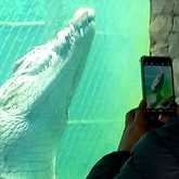 Crocodile Pond Tours - Afrikanos - Xplorio™ Gansbaai 