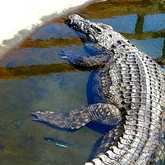 Nile Crocodile - Afrikanos - Xplorio™ Gansbaai 