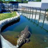 Crocodile Pond - Afrikanos -  Xplorio™ Gansbaai 