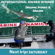 Next Marine Dynamics Shark Cage Diving Trip: 19 March 2022