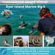 Next Dyer Island Marine Big 5 Tour: 19 March 2022