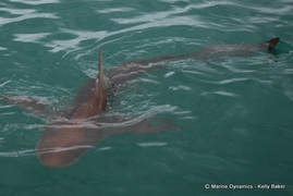 Daily Blog: 22 March 2022 | Shark Cage Diving in South Africa