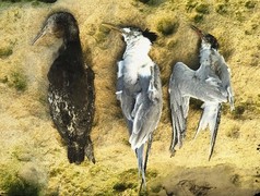 Marine Bird Alert: Sick and Dying Birds