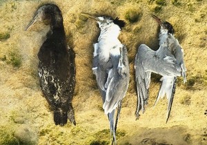 Marine Bird Alert: Sick and Dying Birds